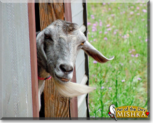 Mishka, the Pet of the Day Mishka, the Pet of the Day