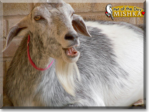 Mishka, the Pet of the Day Mishka, the Pet of the Day