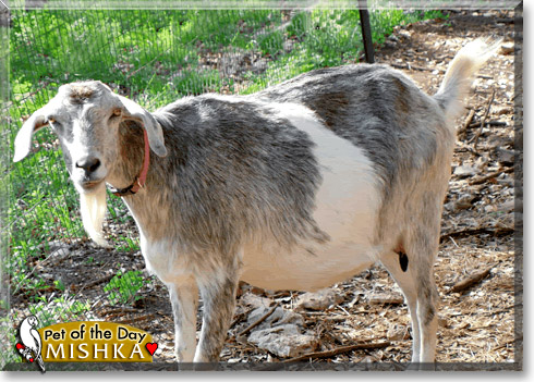 Mishka, the Pet of the Day Mishka, the Pet of the Day