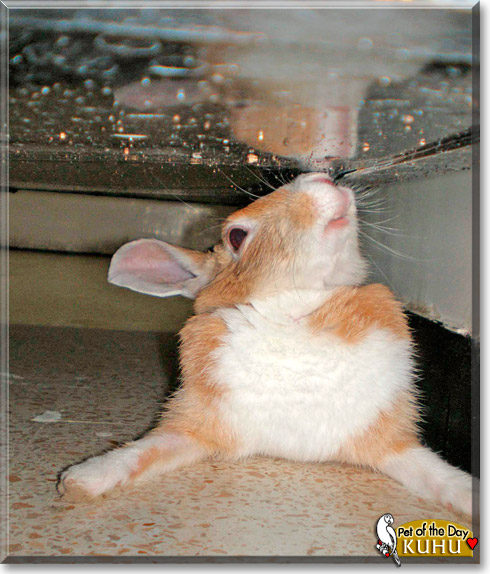 Kuhu, the Pet of the Day Kuhu, the Pet of the Day