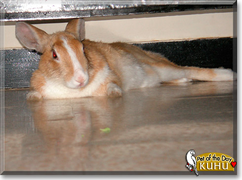 Kuhu, the Pet of the Day Kuhu, the Pet of the Day