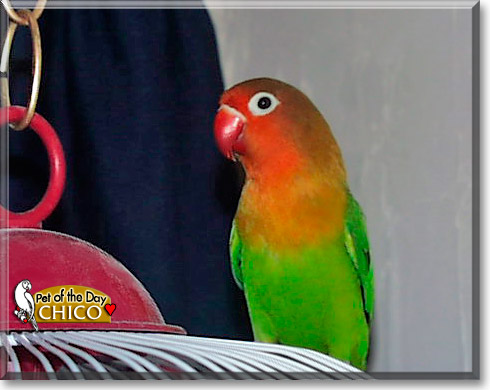 Chico, the Pet of the Day Chico, the Pet of the Day