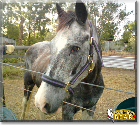 Bear, the Pet of the Day Bear, the Pet of the Day