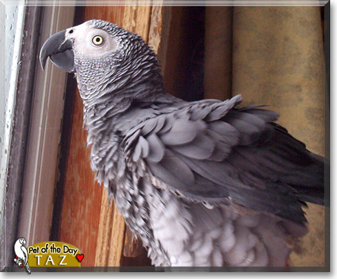 Taz, the Pet of the Day Taz, the Pet of the Day