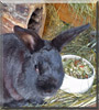 Mocca the Rabbit