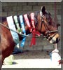 Holly the Standard Bred Horse