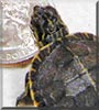 Hercules the Painted Turtle
