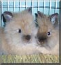 Victory, Coco the Lionhead Rabbits