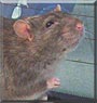 Ilias the Agouti Berkshire rat