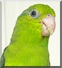 Pippi the Parrolet