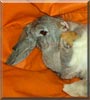 Crispin the French Lop