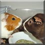 Louie, Buddy the Guinea Pigs