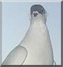 Buddy the Helment crested pigeon