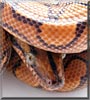 Scarlett the Brazilian Rainbow Boa