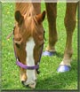 Rosie the Appendix Quarter Horse
