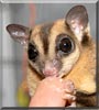 Marble the Sugar Glider