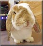 Brady the Lop Rabbit