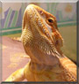 Charizard the Sunkist Bearded Dragon