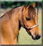 Ethereal the Arabian Pony