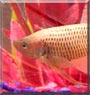 Paul5/Elivis2 the Betta spenden