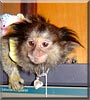 Tesa the Marmoset Monkey