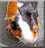 Harri the Guinea Pig