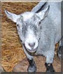 Benson the Pygmy Goat