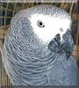 Tongo the African Grey Parrot