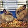 Rose, Pearl the Lionhead Rabbits