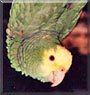 Stinky the Amazon Parrot