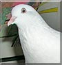 Pretty Pigeon the Pigeon