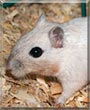 Marley the Gerbil