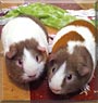 Lucky, Lenny the Guinea Pigs