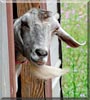 Mishka the Nubian, Spanish Goat