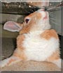 Kuhu the Rabbit
