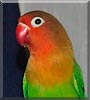 Chico the Fisher Lovebird