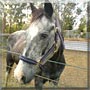 Bear the Paint stock horse