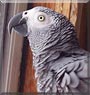 Taz the African Gray Parrot