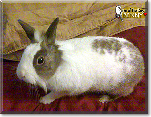 Benny, the Pet of the Day Benny, the Pet of the Day