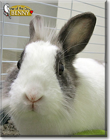 Benny, the Pet of the Day Benny, the Pet of the Day