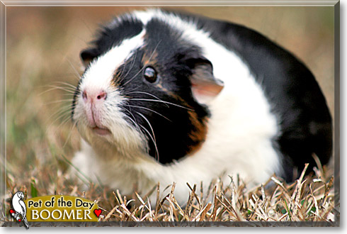 Boomer, the Pet of the Day Boomer, the Pet of the Day