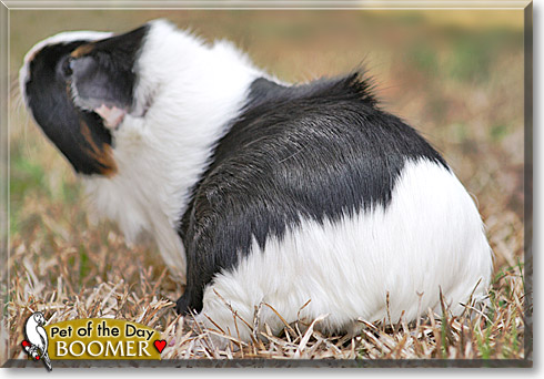 Boomer, the Pet of the Day Boomer, the Pet of the Day