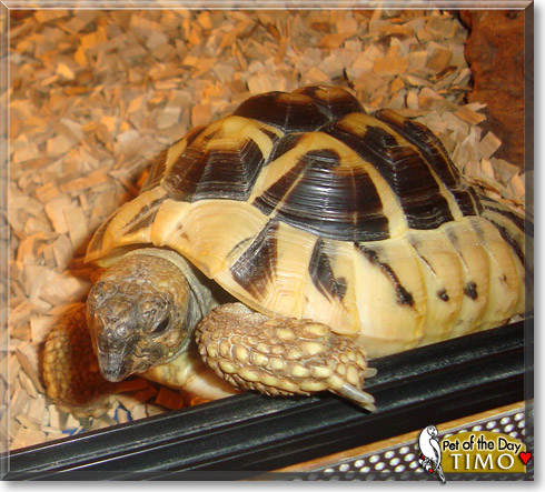 Timo, the Pet of the Day