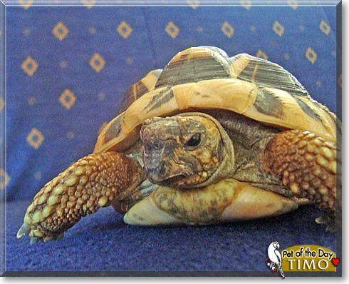 Timo, the Pet of the Day Timo, the Pet of the Day