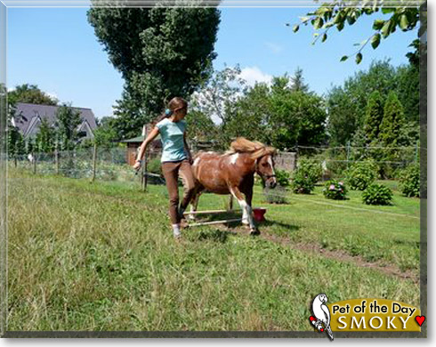 Smoky, the Pet of the Day Smoky, the Pet of the Day
