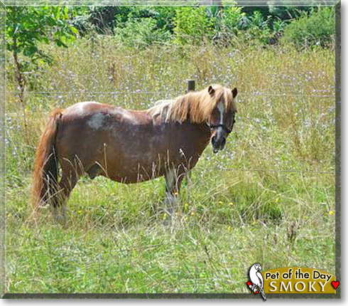 Smoky, the Pet of the Day Smoky, the Pet of the Day