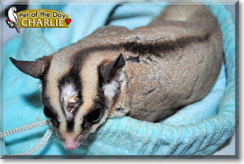 Charlie, the Pet of the Day Charlie, the Pet of the Day