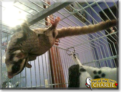 Charlie, the Pet of the Day Charlie, the Pet of the Day