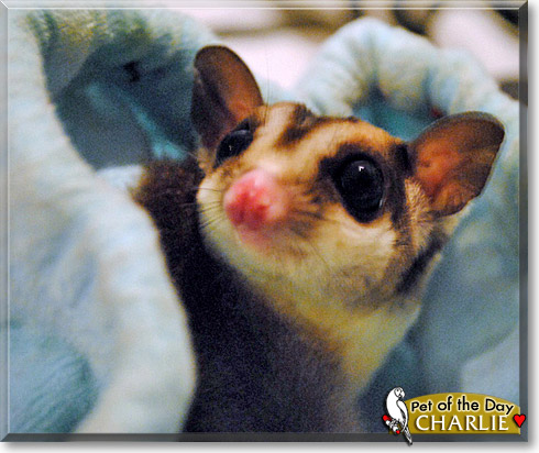 Charlie, the Pet of the Day Charlie, the Pet of the Day