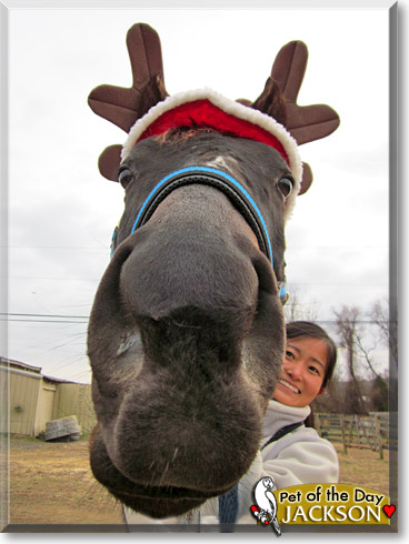 Jackson, the Pet of the Day Jackson, the Pet of the Day